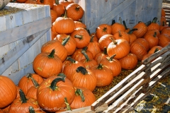 NYBG Halloween Pumpkin Show During Covid 19 Pandemic