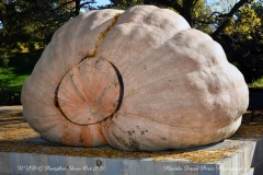 NYBG Halloween Pumpkin Show During Covid 19 Pandemic