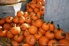 NYBG Halloween Pumpkin Show During Covid 19 Pandemic
