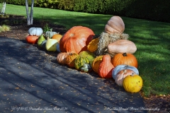 NYBG Halloween Pumpkin Show During Covid 19 Pandemic