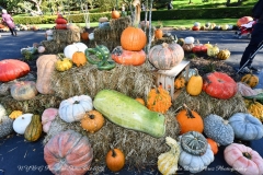 NYBG Halloween Pumpkin Show During Covid 19 Pandemic