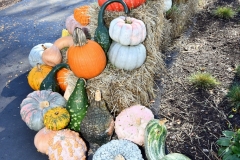 NYBG Halloween Pumpkin Show During Covid 19 Pandemic