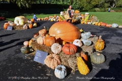 NYBG Halloween Pumpkin Show During Covid 19 Pandemic