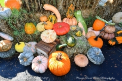 NYBG Halloween Pumpkin Show During Covid 19 Pandemic