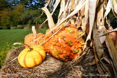 NYBG Halloween Pumpkin Show During Covid 19 Pandemic
