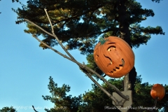 NYBG Halloween Pumpkin Show During Covid 19 Pandemic