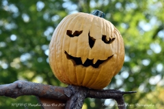 NYBG Halloween Pumpkin Show During Covid 19 Pandemic