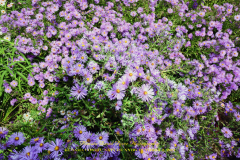 KUSAMA: COSMIC NATURE
Saturday, April 10 – Sunday, October 31, 2021
Final Weeks!
Experience Yayoi Kusama’s profound connection with nature
Contemporary Japanese artist Yayoi Kusama is one of the most popular artists in the world, drawing millions to experience her immersive installations.
Exclusively at NYBG, Kusama reveals her lifelong fascination with the natural world, beginning with her childhood spent in the greenhouses and fields of her family’s seed nursery. Her artistic concepts of obliteration, infinity, and eternity are inspired by her intimate engagement with the colors, patterns, and life cycles of plants and flowers.

Spectacular installations feature Kusama’s multifaceted art, including monumental floral sculptures that transform NYBG’s 250-acre landmark landscape.