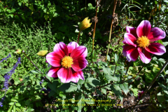 KUSAMA: COSMIC NATURE
Saturday, April 10 – Sunday, October 31, 2021
Final Weeks!
Experience Yayoi Kusama’s profound connection with nature
Contemporary Japanese artist Yayoi Kusama is one of the most popular artists in the world, drawing millions to experience her immersive installations.
Exclusively at NYBG, Kusama reveals her lifelong fascination with the natural world, beginning with her childhood spent in the greenhouses and fields of her family’s seed nursery. Her artistic concepts of obliteration, infinity, and eternity are inspired by her intimate engagement with the colors, patterns, and life cycles of plants and flowers.

Spectacular installations feature Kusama’s multifaceted art, including monumental floral sculptures that transform NYBG’s 250-acre landmark landscape.