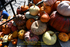 KUSAMA: COSMIC NATURE
Saturday, April 10 – Sunday, October 31, 2021
Final Weeks!
Experience Yayoi Kusama’s profound connection with nature
Contemporary Japanese artist Yayoi Kusama is one of the most popular artists in the world, drawing millions to experience her immersive installations.
Exclusively at NYBG, Kusama reveals her lifelong fascination with the natural world, beginning with her childhood spent in the greenhouses and fields of her family’s seed nursery. Her artistic concepts of obliteration, infinity, and eternity are inspired by her intimate engagement with the colors, patterns, and life cycles of plants and flowers.

Spectacular installations feature Kusama’s multifaceted art, including monumental floral sculptures that transform NYBG’s 250-acre landmark landscape.