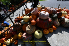 KUSAMA: COSMIC NATURE
Saturday, April 10 – Sunday, October 31, 2021
Final Weeks!
Experience Yayoi Kusama’s profound connection with nature
Contemporary Japanese artist Yayoi Kusama is one of the most popular artists in the world, drawing millions to experience her immersive installations.
Exclusively at NYBG, Kusama reveals her lifelong fascination with the natural world, beginning with her childhood spent in the greenhouses and fields of her family’s seed nursery. Her artistic concepts of obliteration, infinity, and eternity are inspired by her intimate engagement with the colors, patterns, and life cycles of plants and flowers.

Spectacular installations feature Kusama’s multifaceted art, including monumental floral sculptures that transform NYBG’s 250-acre landmark landscape.