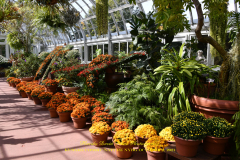 KUSAMA: COSMIC NATURE
Saturday, April 10 – Sunday, October 31, 2021
Final Weeks!
Experience Yayoi Kusama’s profound connection with nature
Contemporary Japanese artist Yayoi Kusama is one of the most popular artists in the world, drawing millions to experience her immersive installations.
Exclusively at NYBG, Kusama reveals her lifelong fascination with the natural world, beginning with her childhood spent in the greenhouses and fields of her family’s seed nursery. Her artistic concepts of obliteration, infinity, and eternity are inspired by her intimate engagement with the colors, patterns, and life cycles of plants and flowers.

Spectacular installations feature Kusama’s multifaceted art, including monumental floral sculptures that transform NYBG’s 250-acre landmark landscape.