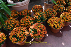 KUSAMA: COSMIC NATURE
Saturday, April 10 – Sunday, October 31, 2021
Final Weeks!
Experience Yayoi Kusama’s profound connection with nature
Contemporary Japanese artist Yayoi Kusama is one of the most popular artists in the world, drawing millions to experience her immersive installations.
Exclusively at NYBG, Kusama reveals her lifelong fascination with the natural world, beginning with her childhood spent in the greenhouses and fields of her family’s seed nursery. Her artistic concepts of obliteration, infinity, and eternity are inspired by her intimate engagement with the colors, patterns, and life cycles of plants and flowers.

Spectacular installations feature Kusama’s multifaceted art, including monumental floral sculptures that transform NYBG’s 250-acre landmark landscape.