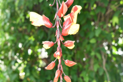 KUSAMA: COSMIC NATURE
Saturday, April 10 – Sunday, October 31, 2021
Final Weeks!
Experience Yayoi Kusama’s profound connection with nature
Contemporary Japanese artist Yayoi Kusama is one of the most popular artists in the world, drawing millions to experience her immersive installations.
Exclusively at NYBG, Kusama reveals her lifelong fascination with the natural world, beginning with her childhood spent in the greenhouses and fields of her family’s seed nursery. Her artistic concepts of obliteration, infinity, and eternity are inspired by her intimate engagement with the colors, patterns, and life cycles of plants and flowers.

Spectacular installations feature Kusama’s multifaceted art, including monumental floral sculptures that transform NYBG’s 250-acre landmark landscape.