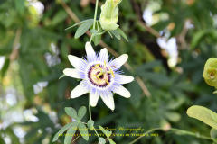 KUSAMA: COSMIC NATURE
Saturday, April 10 – Sunday, October 31, 2021
Final Weeks!
Experience Yayoi Kusama’s profound connection with nature
Contemporary Japanese artist Yayoi Kusama is one of the most popular artists in the world, drawing millions to experience her immersive installations.
Exclusively at NYBG, Kusama reveals her lifelong fascination with the natural world, beginning with her childhood spent in the greenhouses and fields of her family’s seed nursery. Her artistic concepts of obliteration, infinity, and eternity are inspired by her intimate engagement with the colors, patterns, and life cycles of plants and flowers.

Spectacular installations feature Kusama’s multifaceted art, including monumental floral sculptures that transform NYBG’s 250-acre landmark landscape.