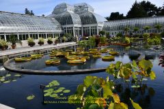 KUSAMA: COSMIC NATURE
Saturday, April 10 – Sunday, October 31, 2021
Final Weeks!
Experience Yayoi Kusama’s profound connection with nature
Contemporary Japanese artist Yayoi Kusama is one of the most popular artists in the world, drawing millions to experience her immersive installations.
Exclusively at NYBG, Kusama reveals her lifelong fascination with the natural world, beginning with her childhood spent in the greenhouses and fields of her family’s seed nursery. Her artistic concepts of obliteration, infinity, and eternity are inspired by her intimate engagement with the colors, patterns, and life cycles of plants and flowers.

Spectacular installations feature Kusama’s multifaceted art, including monumental floral sculptures that transform NYBG’s 250-acre landmark landscape.