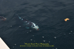 KUSAMA: COSMIC NATURE
Saturday, April 10 – Sunday, October 31, 2021
Final Weeks!
Experience Yayoi Kusama’s profound connection with nature
Contemporary Japanese artist Yayoi Kusama is one of the most popular artists in the world, drawing millions to experience her immersive installations.
Exclusively at NYBG, Kusama reveals her lifelong fascination with the natural world, beginning with her childhood spent in the greenhouses and fields of her family’s seed nursery. Her artistic concepts of obliteration, infinity, and eternity are inspired by her intimate engagement with the colors, patterns, and life cycles of plants and flowers.

Spectacular installations feature Kusama’s multifaceted art, including monumental floral sculptures that transform NYBG’s 250-acre landmark landscape.