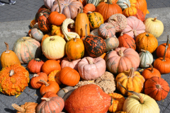 KUSAMA: COSMIC NATURE
Saturday, April 10 – Sunday, October 31, 2021
Final Weeks!
Experience Yayoi Kusama’s profound connection with nature
Contemporary Japanese artist Yayoi Kusama is one of the most popular artists in the world, drawing millions to experience her immersive installations.
Exclusively at NYBG, Kusama reveals her lifelong fascination with the natural world, beginning with her childhood spent in the greenhouses and fields of her family’s seed nursery. Her artistic concepts of obliteration, infinity, and eternity are inspired by her intimate engagement with the colors, patterns, and life cycles of plants and flowers.

Spectacular installations feature Kusama’s multifaceted art, including monumental floral sculptures that transform NYBG’s 250-acre landmark landscape.