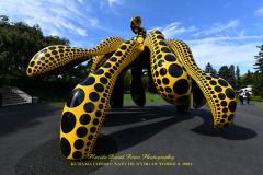 KUSAMA: COSMIC NATURE
Saturday, April 10 – Sunday, October 31, 2021
Final Weeks!
Experience Yayoi Kusama’s profound connection with nature
Contemporary Japanese artist Yayoi Kusama is one of the most popular artists in the world, drawing millions to experience her immersive installations.
Exclusively at NYBG, Kusama reveals her lifelong fascination with the natural world, beginning with her childhood spent in the greenhouses and fields of her family’s seed nursery. Her artistic concepts of obliteration, infinity, and eternity are inspired by her intimate engagement with the colors, patterns, and life cycles of plants and flowers.

Spectacular installations feature Kusama’s multifaceted art, including monumental floral sculptures that transform NYBG’s 250-acre landmark landscape.