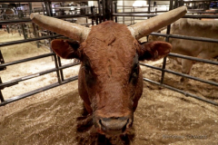 Bulls wait to be ridden at the Professional Bull Riders (PBR) Unleash The Beast Monster Energy Buckoff at the Garden inside Madison Square Garden in New York City on January 8, 2022. (Photo by Andrew Schwartz)