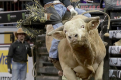 Dener Barbosa rides a bull named Sugar Boom Boom while competing in the Professional Bull Riders (PBR) Unleash The Beast Monster Energy Buckoff at the Garden inside Madison Square Garden in New York City on January 8, 2022. (Photo by Andrew Schwartz)