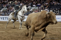 A cowboy chases down an errant bull during the Professional Bull Riders (PBR) Unleash The Beast Monster Energy Buckoff at the Garden inside Madison Square Garden in New York City on January 8, 2022. (Photo by Andrew Schwartz)