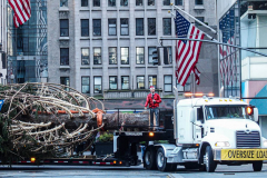 The Rockefeller Christmas Tree arrived at Rockefeller Plaza, Manhattan, NYC on the morning of November 13, 2021. 
Spectators flocked to watch the spectacle as well as those involved in the assembly and press after last year’s event was restricted due to COVID.
The impressive 12 ton and 85 year old tree is a Norway Spruce, donated by the PRICE family from Elkton, Maryland. This is the first Maryland tree that has ever been chosen in this tradition as the Rockefeller Center Tree.
 (C) Bianca Otero. NYC. November 13, 2021.
