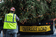 The Rockefeller Christmas Tree arrived at Rockefeller Plaza, Manhattan, NYC on the morning of November 13, 2021. 
Spectators flocked to watch the spectacle as well as those involved in the assembly and press after last year’s event was restricted due to COVID.
The impressive 12 ton and 85 year old tree is a Norway Spruce, donated by the PRICE family from Elkton, Maryland. This is the first Maryland tree that has ever been chosen in this tradition as the Rockefeller Center Tree.
 (C) Bianca Otero. NYC. November 13, 2021.