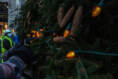 The Rockefeller Christmas Tree arrived at Rockefeller Plaza, Manhattan, NYC on the morning of November 13, 2021. 
Spectators flocked to watch the spectacle as well as those involved in the assembly and press after last year’s event was restricted due to COVID.
The impressive 12 ton and 85 year old tree is a Norway Spruce, donated by the PRICE family from Elkton, Maryland. This is the first Maryland tree that has ever been chosen in this tradition as the Rockefeller Center Tree.
 (C) Bianca Otero. NYC. November 13, 2021.
