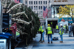 The Rockefeller Christmas Tree arrived at Rockefeller Plaza, Manhattan, NYC on the morning of November 13, 2021. 
Spectators flocked to watch the spectacle as well as those involved in the assembly and press after last year’s event was restricted due to COVID.
People came together and enjoyed the impressive 12 ton and 85 year old Norway Spruce tree, coming from a donation via a family  Elkton, Maryland. This is the first Maryland tree that has ever been chosen in this tradition as the Rockefeller Center Tree.
 (C) Bianca Otero. NYC. November 13, 2021.