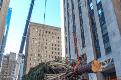 The Rockefeller Christmas Tree arrived at Rockefeller Plaza, Manhattan, NYC on the morning of November 13, 2021. 
Spectators flocked to watch the spectacle as well as those involved in the assembly and press after last year’s event was restricted due to COVID.
The impressive 12 ton and 85 year old tree is a Norway Spruce, donated by the PRICE family from Elkton, Maryland. This is the first Maryland tree that has ever been chosen in this tradition as the Rockefeller Center Tree.
 (C) Bianca Otero. NYC. November 13, 2021.