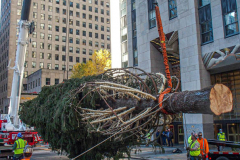 The Rockefeller Christmas Tree arrived at Rockefeller Plaza, Manhattan, NYC on the morning of November 13, 2021. 
Spectators flocked to watch the spectacle as well as those involved in the assembly and press after last year’s event was restricted due to COVID.
The impressive 12 ton and 85 year old tree is a Norway Spruce, donated by the PRICE family from Elkton, Maryland. This is the first Maryland tree that has ever been chosen in this tradition as the Rockefeller Center Tree.
 (C) Bianca Otero. NYC. November 13, 2021.