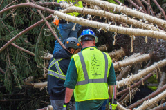 The Rockefeller Christmas Tree arrived at Rockefeller Plaza, Manhattan, NYC on the morning of November 13, 2021. 
Spectators flocked to watch the spectacle as well as those involved in the assembly and press after last year’s event was restricted due to COVID.
The impressive 12 ton and 85 year old tree is a Norway Spruce, donated by the PRICE family from Elkton, Maryland. This is the first Maryland tree that has ever been chosen in this tradition as the Rockefeller Center Tree.
 (C) Bianca Otero. NYC. November 13, 2021.