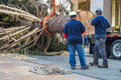 Men drill the area for the official post hammering into the tree.
The Rockefeller Christmas Tree arrived at Rockefeller Plaza, Manhattan, NYC on the morning of November 13, 2021. 
Spectators flocked to watch the spectacle as well as those involved in the assembly and press after last year’s event was restricted due to COVID.
The impressive 12 ton and 85 year old tree is a Norway Spruce, donated by the PRICE family from Elkton, Maryland. This is the first Maryland tree that has ever been chosen in this tradition as the Rockefeller Center Tree.
 (C) Bianca Otero. NYC. November 13, 2021.