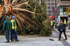 The Rockefeller Christmas Tree arrived at Rockefeller Plaza, Manhattan, NYC on the morning of November 13, 2021. 
Spectators flocked to watch the spectacle as well as those involved in the assembly and press after last year’s event was restricted due to COVID.
The impressive 12 ton and 85 year old tree is a Norway Spruce, donated by the PRICE family from Elkton, Maryland. This is the first Maryland tree that has ever been chosen in this tradition as the Rockefeller Center Tree.
 (C) Bianca Otero. NYC. November 13, 2021.