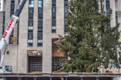 The Rockefeller Christmas Tree arrived at Rockefeller Plaza, Manhattan, NYC on the morning of November 13, 2021. 
Spectators flocked to watch the spectacle as well as those involved in the assembly and press after last year’s event was restricted due to COVID.
The impressive 12 ton and 85 year old tree is a Norway Spruce, donated by the PRICE family from Elkton, Maryland. This is the first Maryland tree that has ever been chosen in this tradition as the Rockefeller Center Tree.
 (C) Bianca Otero. NYC. November 13, 2021.