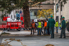 The Rockefeller Christmas Tree arrived at Rockefeller Plaza, Manhattan, NYC on the morning of November 13, 2021. 
Spectators flocked to watch the spectacle as well as those involved in the assembly and press after last year’s event was restricted due to COVID.
The impressive 12 ton and 85 year old tree is a Norway Spruce, donated by the PRICE family from Elkton, Maryland. This is the first Maryland tree that has ever been chosen in this tradition as the Rockefeller Center Tree.
 (C) Bianca Otero. NYC. November 13, 2021.