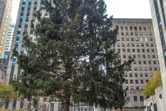 The Rockefeller Christmas Tree arrived at Rockefeller Plaza, Manhattan, NYC on the morning of November 13, 2021. 
Spectators flocked to watch the spectacle as well as those involved in the assembly and press after last year’s event was restricted due to COVID.
The impressive 12 ton and 85 year old tree is a Norway Spruce, donated by the PRICE family from Elkton, Maryland. This is the first Maryland tree that has ever been chosen in this tradition as the Rockefeller Center Tree.
 (C) Bianca Otero. NYC. November 13, 2021.