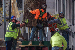 Workers maneuver the tree post into position.
The Rockefeller Christmas Tree arrived at Rockefeller Plaza, Manhattan, NYC on the morning of November 13, 2021. 
Spectators flocked to watch the spectacle as well as those involved in the assembly and press after last year’s event was restricted due to COVID.
The impressive 12 ton and 85 year old tree is a Norway Spruce, donated by the PRICE family from Elkton, Maryland. This is the first Maryland tree that has ever been chosen in this tradition as the Rockefeller Center Tree.
 (C) Bianca Otero. NYC. November 13, 2021.