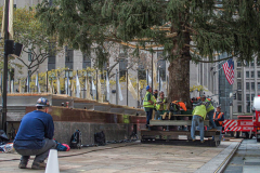 Workers maneuver the tree post into position.
The Rockefeller Christmas Tree arrived at Rockefeller Plaza, Manhattan, NYC on the morning of November 13, 2021. 
Spectators flocked to watch the spectacle as well as those involved in the assembly and press after last year’s event was restricted due to COVID.
The impressive 12 ton and 85 year old tree is a Norway Spruce, donated by the PRICE family from Elkton, Maryland. This is the first Maryland tree that has ever been chosen in this tradition as the Rockefeller Center Tree.
 (C) Bianca Otero. NYC. November 13, 2021.