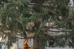 The Rockefeller Christmas Tree arrived at Rockefeller Plaza, Manhattan, NYC on the morning of November 13, 2021. 
Spectators flocked to watch the spectacle as well as those involved in the assembly and press after last year’s event was restricted due to COVID.
The impressive 12 ton and 85 year old tree is a Norway Spruce, donated by the PRICE family from Elkton, Maryland. This is the first Maryland tree that has ever been chosen in this tradition as the Rockefeller Center Tree.
 (C) Bianca Otero. NYC. November 13, 2021.