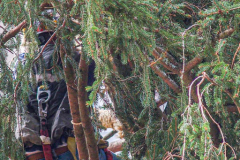 The Rockefeller Christmas Tree arrived at Rockefeller Plaza, Manhattan, NYC on the morning of November 13, 2021. 
Spectators flocked to watch the spectacle as well as those involved in the assembly and press after last year’s event was restricted due to COVID.
The impressive 12 ton and 85 year old tree is a Norway Spruce, donated by the PRICE family from Elkton, Maryland. This is the first Maryland tree that has ever been chosen in this tradition as the Rockefeller Center Tree.
 (C) Bianca Otero. NYC. November 13, 2021.