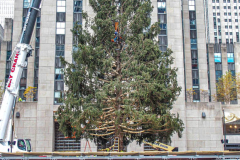 The completion of the tree posting.
The Rockefeller Christmas Tree arrived at Rockefeller Plaza, Manhattan, NYC on the morning of November 13, 2021. 
Spectators flocked to watch the spectacle as well as those involved in the assembly and press after last year’s event was restricted due to COVID.
The impressive 12 ton and 85 year old tree is a Norway Spruce, donated by the PRICE family from Elkton, Maryland. This is the first Maryland tree that has ever been chosen in this tradition as the Rockefeller Center Tree.
 (C) Bianca Otero. NYC. November 13, 2021.