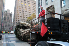 New York, New York City
The arrival of the 79 foot Norway Spruce tree
arrived from Elkton , Maryland  to Rockefeller Center earlier today November 13, 2021 The tree was placed in position and the workers will start to decorate the tree with the lights for the official tree lighting ceremony on December 1, 2021 The 80 year old tree was donated by the price family.