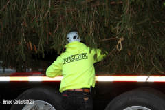 New York, New York City
The arrival of the 79 foot Norway Spruce tree
arrived from Elkton , Maryland  to Rockefeller Center earlier today November 13, 2021 The tree was placed in position and the workers will start to decorate the tree with the lights for the official tree lighting ceremony on December 1, 2021 The 80 year old tree was donated by the price family.