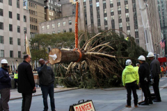 New York, New York City
The arrival of the 79 foot Norway Spruce tree
arrived from Elkton , Maryland  to Rockefeller Center earlier today November 13, 2021 The tree was placed in position and the workers will start to decorate the tree with the lights for the official tree lighting ceremony on December 1, 2021 The 80 year old tree was donated by the price family.