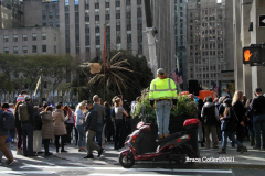 New York, New York City
The arrival of the 79 foot Norway Spruce tree
arrived from Elkton , Maryland  to Rockefeller Center earlier today November 13, 2021 The tree was placed in position and the workers will start to decorate the tree with the lights for the official tree lighting ceremony on December 1, 2021 The 80 year old tree was donated by the price family.