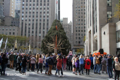 New York, New York City
The arrival of the 79 foot Norway Spruce tree
arrived from Elkton , Maryland  to Rockefeller Center earlier today November 13, 2021 The tree was placed in position and the workers will start to decorate the tree with the lights for the official tree lighting ceremony on December 1, 2021 The 80 year old tree was donated by the price family.