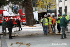 New York, New York City
The arrival of the 79 foot Norway Spruce tree
arrived from Elkton , Maryland  to Rockefeller Center earlier today November 13, 2021 The tree was placed in position and the workers will start to decorate the tree with the lights for the official tree lighting ceremony on December 1, 2021 The 80 year old tree was donated by the price family.