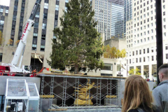 New York, New York City
Rockefeller Center Christmas Tree arrives in Manhattan. The Tree is 79 feet high and came from Elkton , Maryland it donated by the Price family.
©Charles Ruppmann 2021